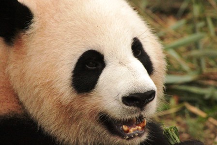 Ein großer Panda z15w